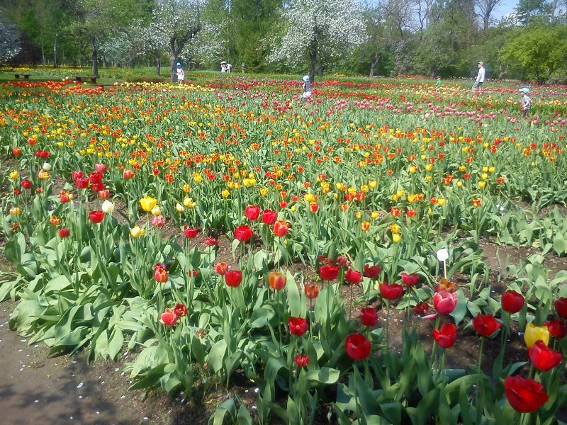 burbiskio-manor-tulips