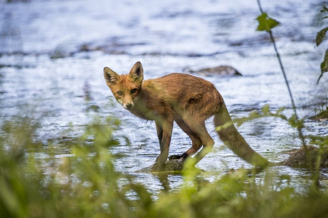 Red fox Estonian nature