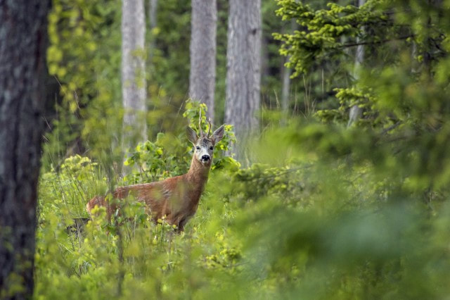 Estonia - deer in the forest